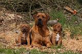 TOSA INU 426